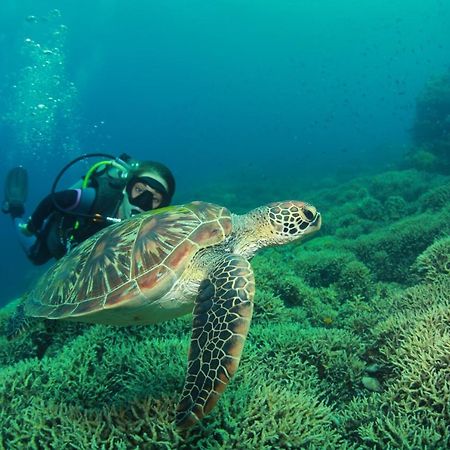 Bongo Bongo Divers Dauin Zewnętrze zdjęcie