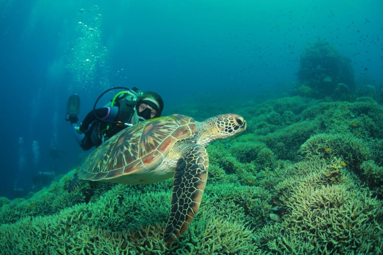 Bongo Bongo Divers Dauin Zewnętrze zdjęcie