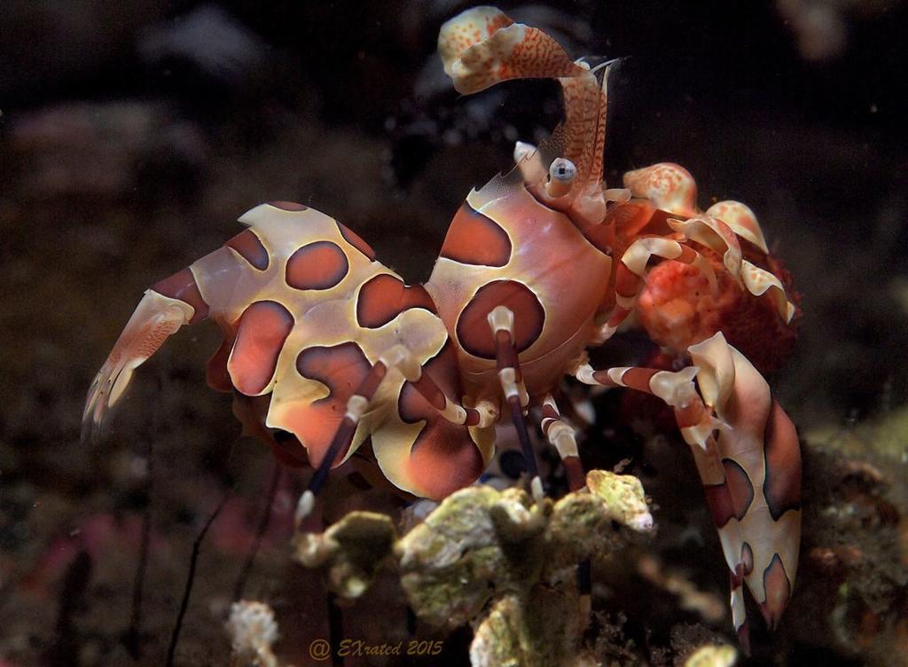 Bongo Bongo Divers Dauin Zewnętrze zdjęcie